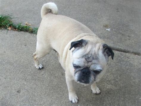 Reasons Why Your Pug Is Arching Their Back Two Pug Tails
