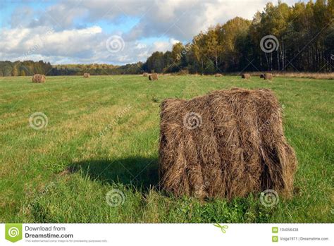 Round Hay Bale Stock Photo Image Of Season Grass Meadow 104056438