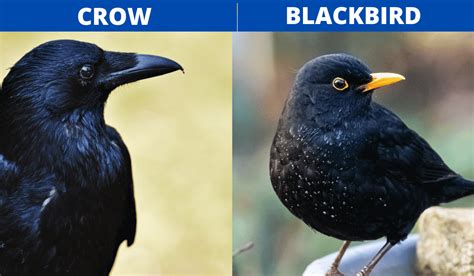 Crow Vs Blackbird Whats The Difference