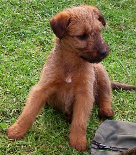 Missouri breeders of dogs and puppies. Terrier Dog Puppies Pictures