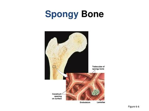 Ppt Osseous Tissue And Bone Structure Powerpoint Presentation Free