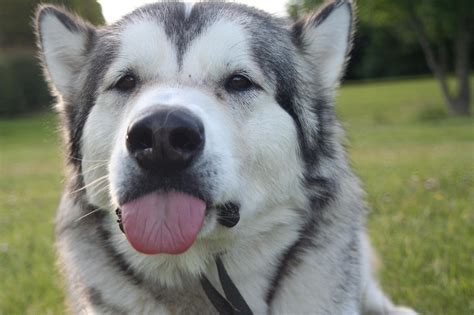 We also share with you the best siberian husky breeders, how to train your siberian husky. wallpaper dog, husky, funny HD : Widescreen : High ...