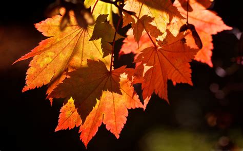 Autumn Leaves Macbook Air Wallpaper Download Allmacwallpaper