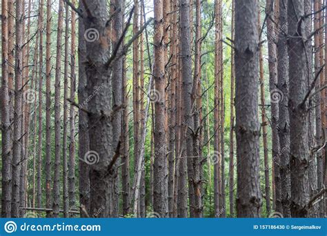 Pine Forest Slender Row Of Trees Stock Photo Image Of Nature Brown