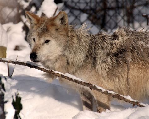 Bella The Utica Zoos Celebrated Mexican Gray Wolf Dies Of Old Age