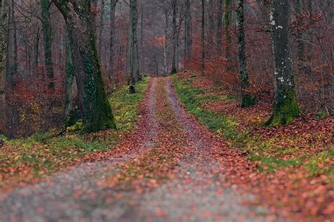 Free Download Landscape Photography Pathway Withered Trees Autumn