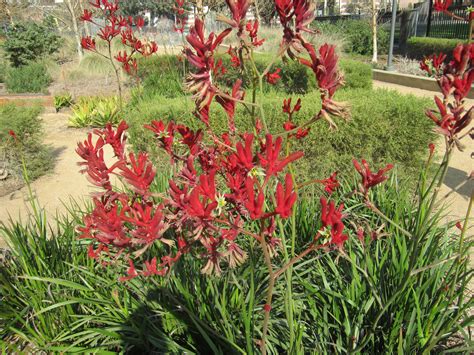Borne on leafless flowering stalks, the remarkable flowers are clustered at the ends of the stalks. A Pause for Kangaroo Paws - The Smarter Gardener