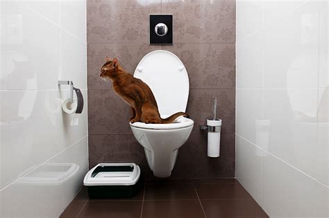 It eliminates smells caused by a litter box and creates less work for you. How to Train a Cat to Use a Toilet - Pawversity