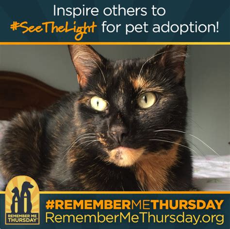 Remember Me Thursday Help Others Seethelight For Rescues Purrs Of