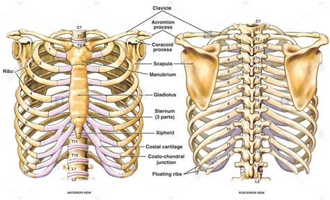 Anatomy Of Ribs In Back Sternum Ribs Clavicle Anterior View Images
