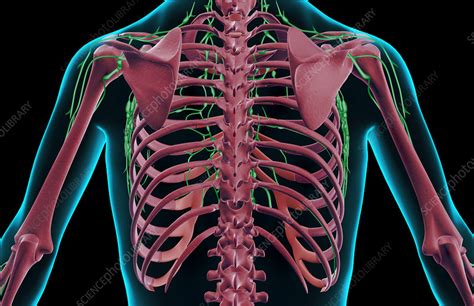 The Lymph Supply Of The Upper Body Stock Image F0017634 Science