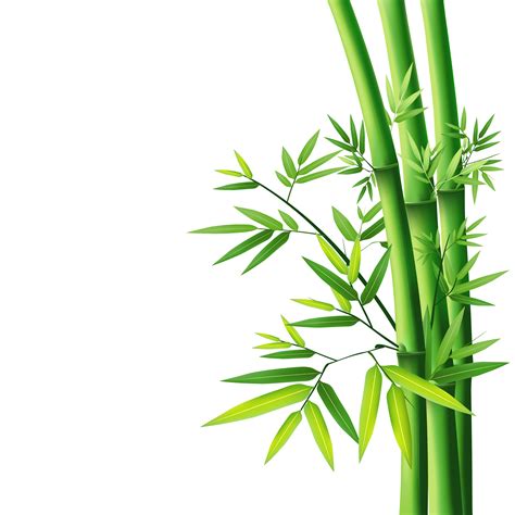 Bamboo Wallpaper - bamboo png download - 3307*3307 - Free Transparent Bamboo png Download ...