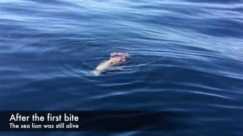 A lion runs 33 miles per hour.a lion can leap as far as 36 feet. White Shark attacks sea lion in Santa Barbara, CA 9/13/15 ...