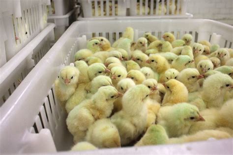 Perdue Says Its Hatching Chicks Are Off Antibiotics The Salt Npr