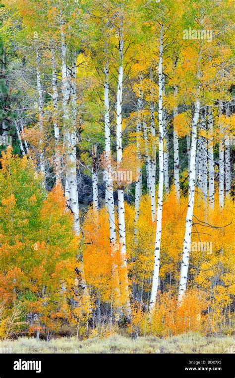 California Fall Aspen Trees Hi Res Stock Photography And Images Alamy