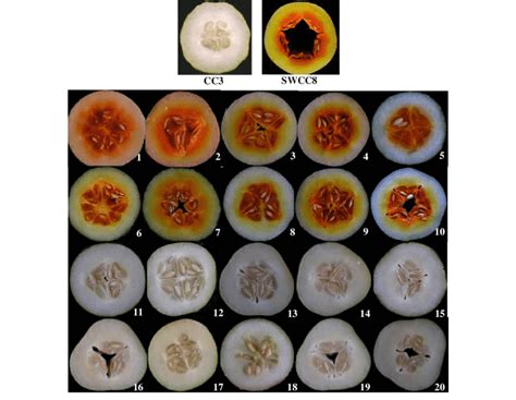 Endocarp Color Phenotypes As Observed In Recombinant Inbred Lines