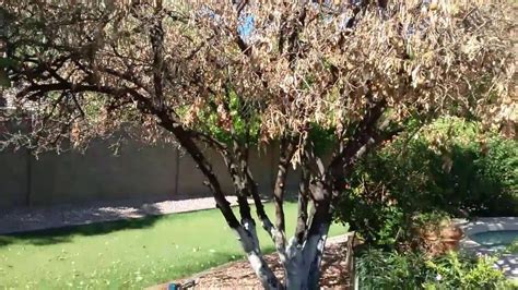 Citrus Tree Leaves Dying Mesa Az 480 969 8808 Warners Tree Surgery