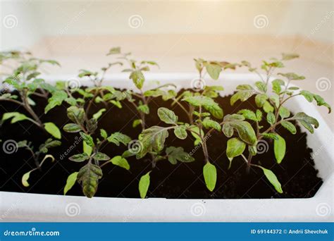 Cherry Tomato Seedlings In A Long White Pot Stock Photo Image Of