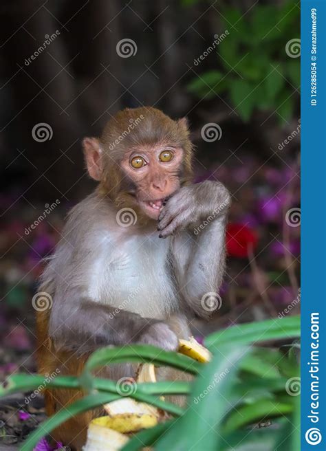Baby Monkey Looking At Camera Stock Photo Image Of Hand Making