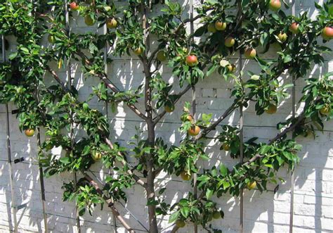 How To Grow Espalier Fruit Trees Garden And Happy