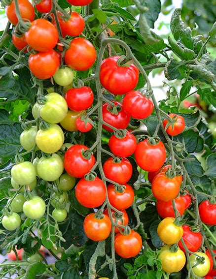 Consuelo Tomato Buy Your Seed Here Sea Spring Seeds