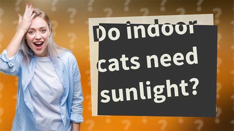 Do Indoor Cats Need Sunlight Youtube