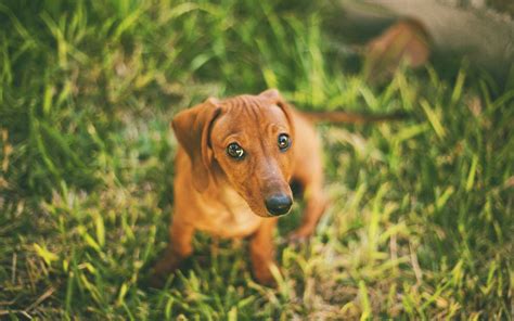 Funny Dachshund Sitting On The Grass Wallpapers And Images Wallpapers