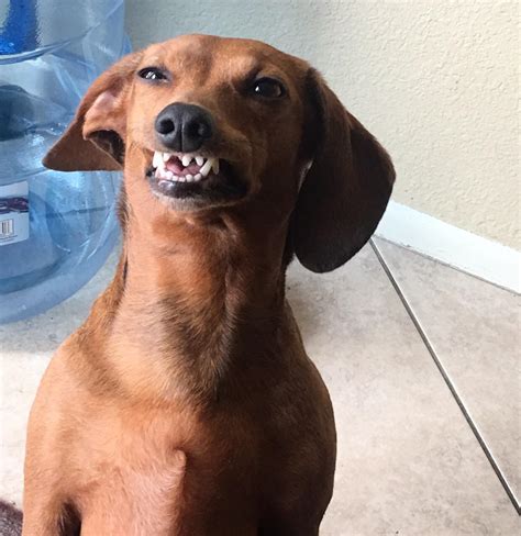 Dogs Whose Toothy Grins Made Us Smile Too 15 Pics