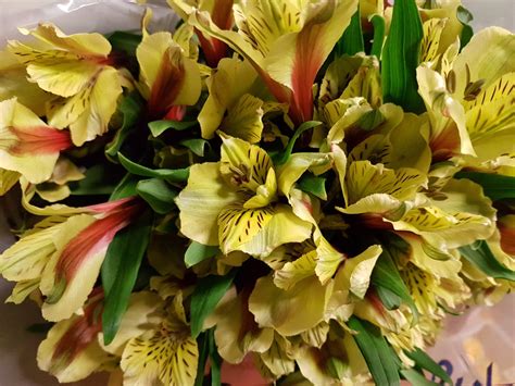 Alstroemeria Peruvian Lily Yellow 50 Stems Toronto Bulk Flowers