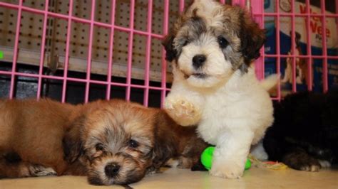 Puppy scammers post fake litters online or pretend to be someone they're not (usually an existing breeder) to take advantage of puppy sales (sans the. Adorable Havachon puppies for sale, Georgia Local Breeders ...