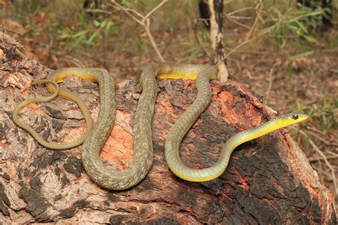 Common Tree Snake South East Snake Catcher Gold Coast