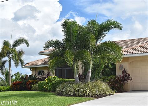 Foxtail Palm Trees For Sale Naples