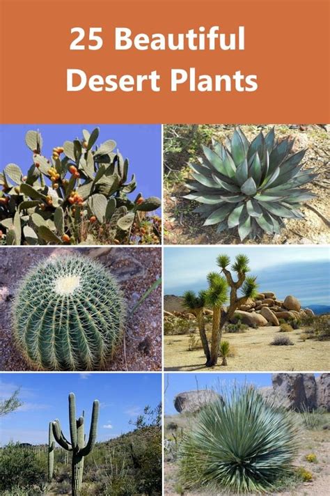 25 Beautiful Desert Plants Plants Desert Plants Flowering Bushes