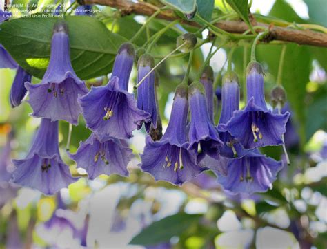 Plantfiles Pictures Mini Angels Trumpet Iochroma Australe By Calalily
