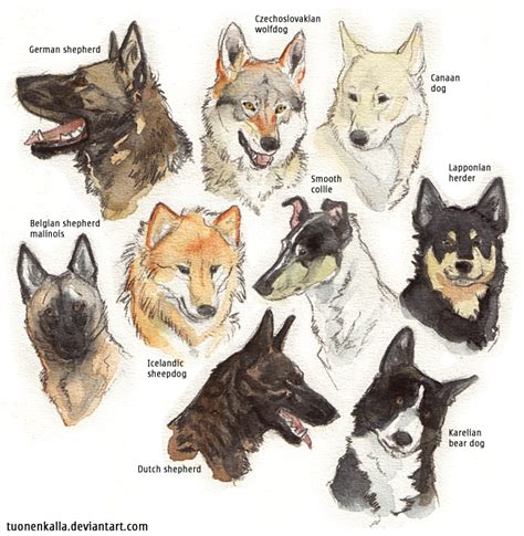 These 20 popular dog breeds are known for their unique appearances and personalities. My favorite dog breeds + extra by Tuonenkalla on DeviantArt