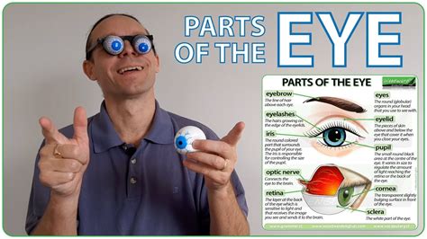 Parts Of The Eye English Vocabulary Lesson Youtube