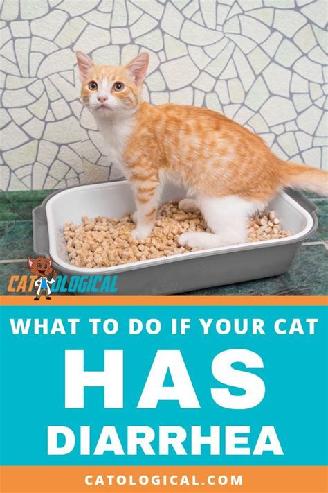 Tips On What To Do If Your Cat Has Diarrhea First You Need To Find Out