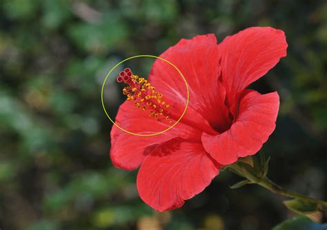 It's for gum paste or sugar craft. Polymer Clay Hibiscus Flower Tutorial - JSThreads