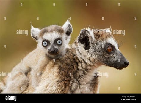 Madagascar Ring Tailed Lemur Young Hi Res Stock Photography And Images