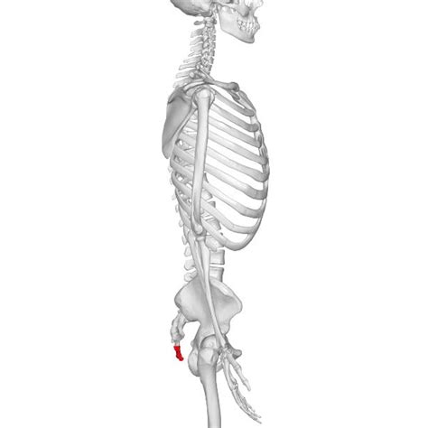 Tail Bone Comparative Anatomy