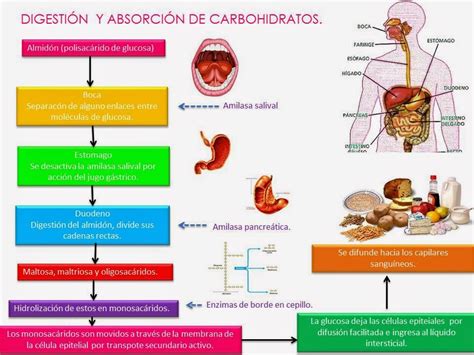 Bio4meta Digestión Y Absorción De Carbohidratos