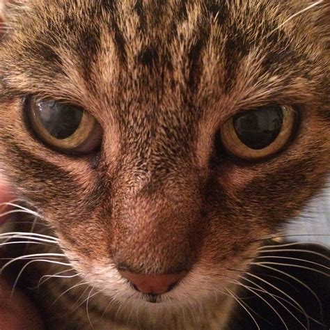 A Close Up Of A Cats Face Looking At The Camera