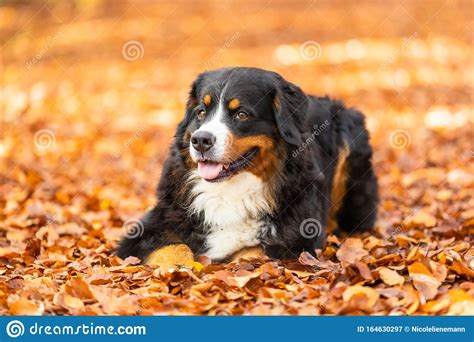 Bernese Mountain Dog In Autumn Stock Image Image Of Black Forest