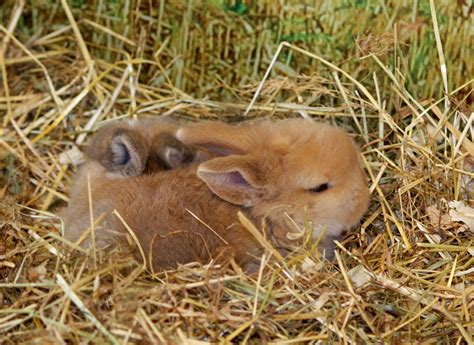 Baby Bunny Rabbit Free Stock Photo Public Domain Pictures