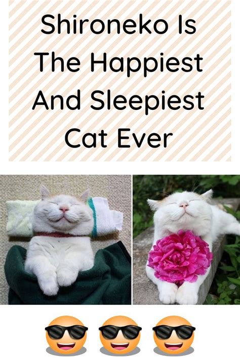 Shironeko Is The Happiest And Sleepiest Cat Ever Sleepy Cat Happy