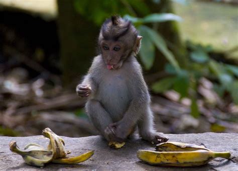 Greedy Monkey In Ubud Bali Shane Furze Flickr