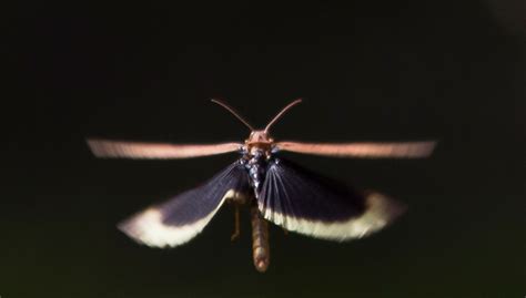 Grasshopper In Flight June West Flickr