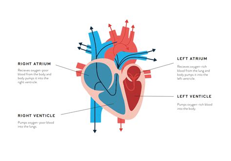 How The Heart Works — Jays Aim