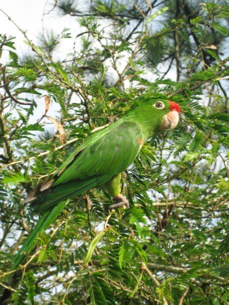 Crimson Fronted Parakeet Photo