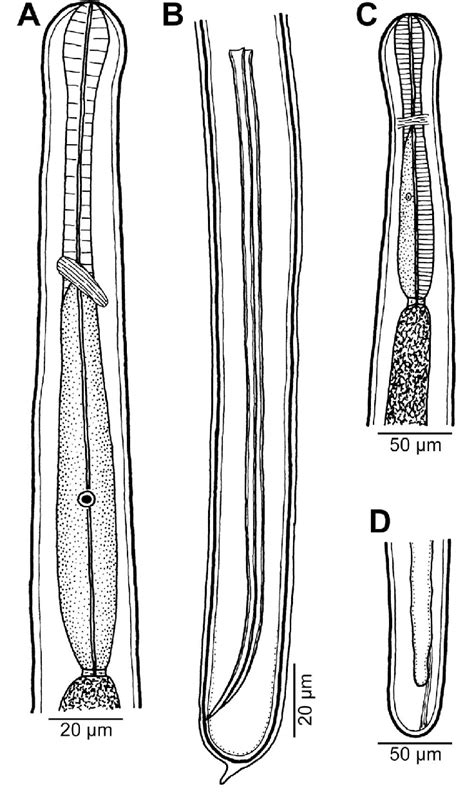 Philometra Sp From Epinephelus Maculatus A B Anterior And